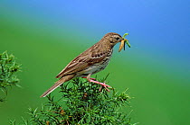 Tree pipit with caterpillar prey {Anthus trivialis} Spain