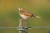 Tree pipit {Anthus trivialis} perching on post, Europe.