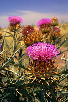 Cardoon / Artichoke thistle {Cynara cardunculus} Argentina brought into South America in grass seed by Spanish settlers. Now a weed in Pampas grasslands displacing native species. Cardo de Castilla