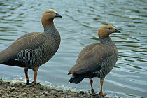Ruddy headed geese {Chloephaga rubidiceps} Slimbridge WWT, UK endangered in Argentina, affected by the expansion of agriculture in the Pampas; hunted as a pest of cereal crops