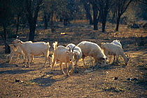 Dometic goat herd grazing, Copo NP, Dry Chaco, Argentina over 80% of Dry Chaco forest is affected by overgrazing. South America