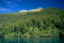 Temperate forest beside Lake Menendez, Los Alerces NP, Patagonia, Argentina. Andes
