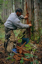 Harvesting bark of Alerce tree {Fitzroya cupressoides} Argentina - bark expands on contact with water and is used to plug the gaps between the planks of boat casks