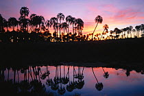Yatay palm trees {Butia yatay} and pond at sunset El Palmar NP, Argentina, South America
