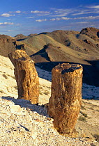 Petrified stumps of Araucaria tree ancestors. Petrified forest NM, Patagonia, Argentina. 150 million years ago in jurassic dense humid forest covered Patagonia. Volcanic activity buried region in ash,...