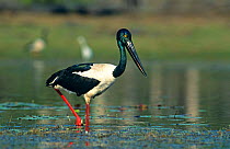 Black necked stork {Ephippiorhynchus asiaticus} Kakadu NP, Australia