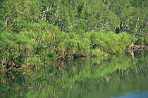 Pandanus palms on banks of South Alligator River, Kakadu NP, Northern Territory, Australia