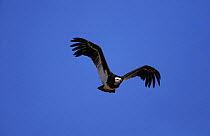 White headed vulture {Trigonoceps occipitalis} in flight, Kruger NP, South Africa.