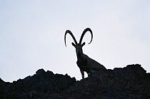 Male Alpine Ibex silhouetted {Capra ibex ibex} Eilat Mountains Reserve, Israel
