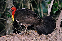 Brush turkey male on nest mound {Alectura lathami} SE Queensland, Australia. Male regulates temperature of nest by removing and adding soil tests temperature with beak