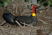 Brush turkey male building nest mound {Alectura lathami} SE Queensland, Australia. Male tests temperature of mound with beak and controls temperature by adding and removing soil