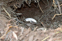 Brush turkey egg in nest mound chamber  {Alectura lathami} SE Queensland, Australia