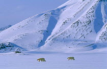 Two Polar Bears crossing landscape {Ursus maritimus} Svalbard, Norway