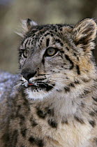 Snow leopard head portrait {Panthera uncia} Captive, occurs Himalayas