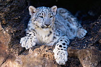 Snow leopard {Panthera uncia} Captive, occurs China