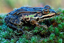 European edible frog {Rana esculenta} Kalmthoutse Heide, Belgium