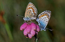 Silver studded blue butterflies mating {Plebejus argus} Kalmthoutse Heide, Belgium