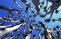 Quiver tree {Aloe dichotoma} view up through canopy Namib-Naukluft NP, Namibia 2004