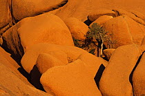 Tree amongst granite boulders at dawn, Spitzkoppe, Namib desert, Namibia