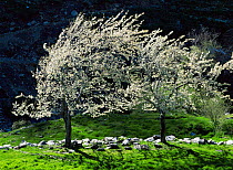 Cherry trees in blossom in spring, Trevelez, La Alpujarra, Sierra Nevada, Andulacia, Spain