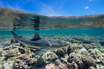 Grey reef shark {Carcharhinus amblyrhynchos} patrolling over coral reef, French polynesia, Pacific Ocean