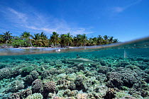 Split level Blacktip reef {Carcharhinus melanopterus} shark in shallows, French Polynesia.