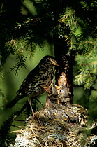 Song thrush with chicks at nest {Turdus philomelos} Karlskoga, Sweden