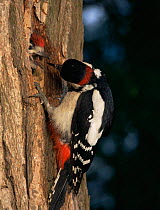 Great spotted woodpecker feeds chick at nest hole {Dendrocopus major} UK