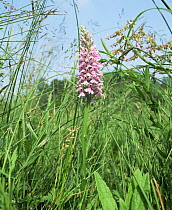 Common spotted orchid {Dactylorhiza fuchsii} in grass. Essex, UK