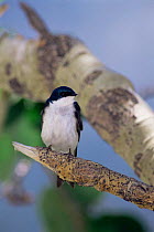 Tree swallow {Tachycineta bicolor} male perching on branch, California, USA.