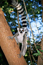 Ring-tailed lemur in tree {Lemur catta} Madagascar
