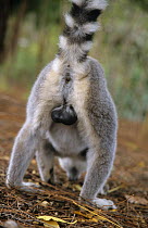 Rear view of a male Ring-tailed lemur (Lemur catta) showing testicles, Madagascar