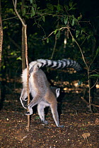 Ring tailed lemur scent marking territory {Lemur catta} Madagascar