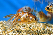 Calico oranda goldfish in tank (Carassius auratus) UK captive