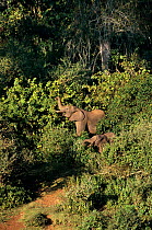 African elephants feeding in forest {Loxodonta africana}  Mount Kenya, Kenya