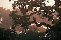 Misty rainforest with Palm nut vulture (Gypohierax angolensis) sitting in branches, Democratic Republic of Congo, Central Africa