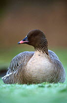 Pink footed goose nesting {Anser brachyrhynchus} Lancashire, England.