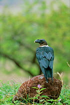 African White necked raven portrait {Corvus cryptoleucus} Serengeti NP, Tanzania
