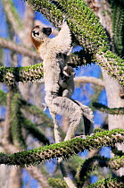 Verreaux's sifaka with baby feeding in spiny Didierea tree {Propithecus verreauxi} Anjahampolo Spiny Forest,  Madagascar
