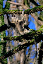 Verreauxs sifaka {Propithecus verreauxi} feeding in prickly tree {Didierea sp} Anjahampolo Spiny Forest, Madagascar