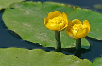 Two Yellow water lily buds above water {Nuphar lutea} Germany Europe