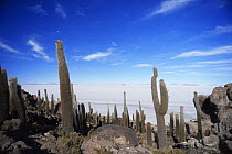 Cacti on Inkawasi Island, Salar de Uyuni, Uyuni salt flats, Bolivia, South America