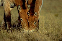 Przewalkski horses grazing {Equus ferus przewalski} Equid Sanctuary, USA