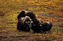 Muskox {Ovibos moschatus} group, two females, a bull and a calf, Seward Peninsula, Alaska