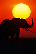 Dawn sunrise with African elephant silhouette {Loxondonta africana} Amboseli NP, Kenya, East Africa