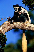 Black and white colobus monkey holding white baby {Colobus guereza} in tree, Mount Kenya East Africa