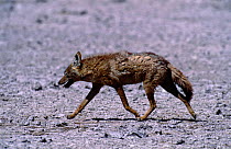 Golden jackal walking profile {Canis aureus} Amboseli NP, Kenya E Africa