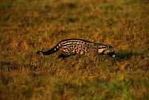 African civet in grass {Civettictis civetta} Amboseli National Park, Kenya, E Africa