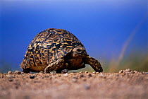 Leopard tortoise portrait {Geochelone pardalis} Amboseli NP, Kenya, East Africa