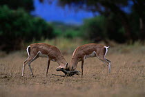 Male Grant's gazelles {Gazella granti} sparring with heads interlocked, Amboseli NP, Kenya, East Africa
